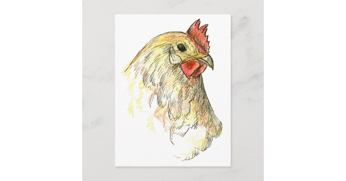 Chicken Hen Bird Farm Animal Drawing Postcard | Zazzle Chicken Hen Bird Farm Animal Drawing Postcard | Zazzle