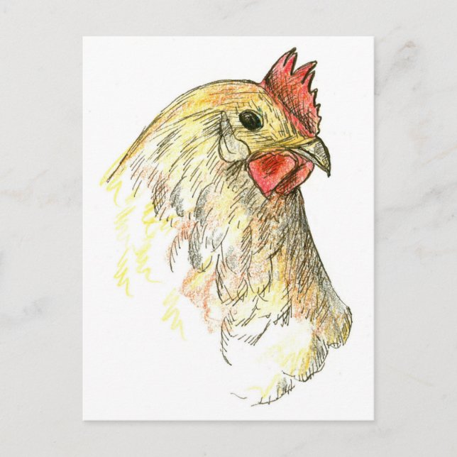 Chicken Hen Bird Farm Animal Drawing Postcard (Front)
