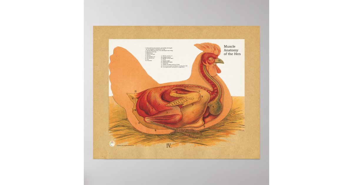 Chicken Hen Muscle Anatomy Chart | Zazzle