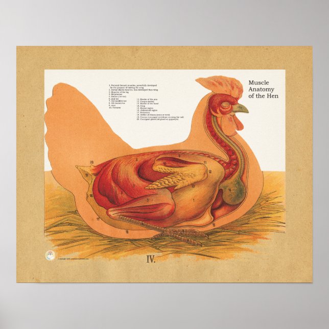Chicken Hen Muscle Anatomy Chart (Front)