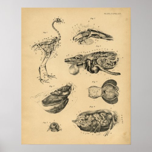 Chicken Hen Skeleton Anatomy 1908 Vintage Print