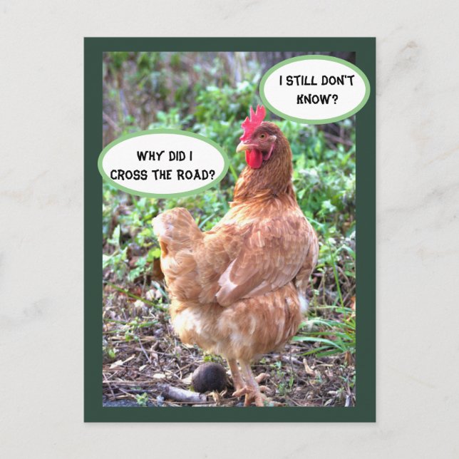 Chicken Humor Postcard (Front)