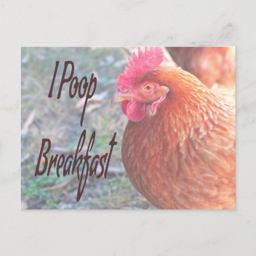 Chicken I poop Breakfast Funny Humor Postcard