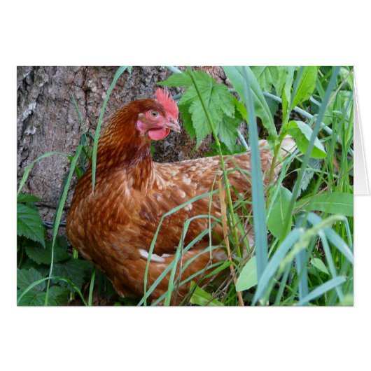 Chicken in the Grass Cards (Front Horizontal)