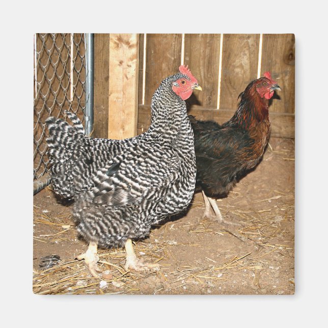 Chicken magnet (Front)
