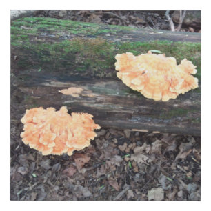 Chicken of the Woods Faux Canvas Print