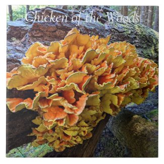 Chicken of the Woods Mushroom Photo Ceramic Tile