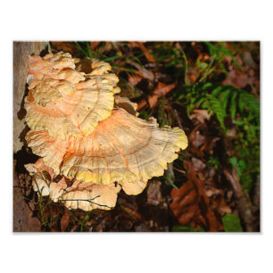 Chicken Of The Woods Mushroom Photo Print