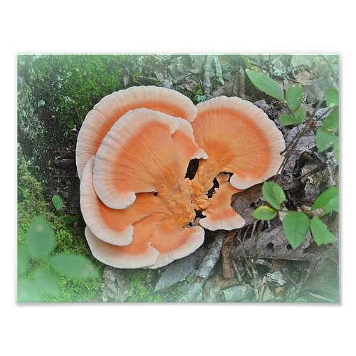 Chicken Of The Woods Mushroom Photo Print
