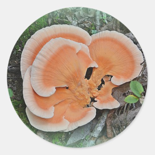 Chicken Of The Woods Mushroom Sticker