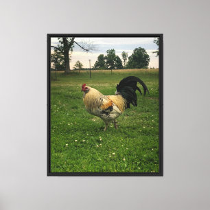 Chicken On the Farm Photo Canvas Print
