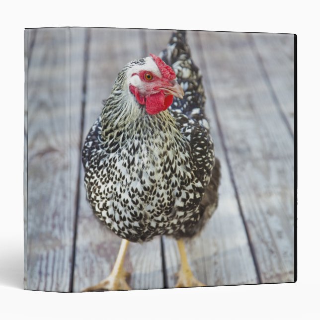 Chicken on wood deck, Silver Laced Wyandotte Binder (Front/Spine)