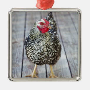 Chicken on wood deck, Silver Laced Wyandotte Metal Ornament