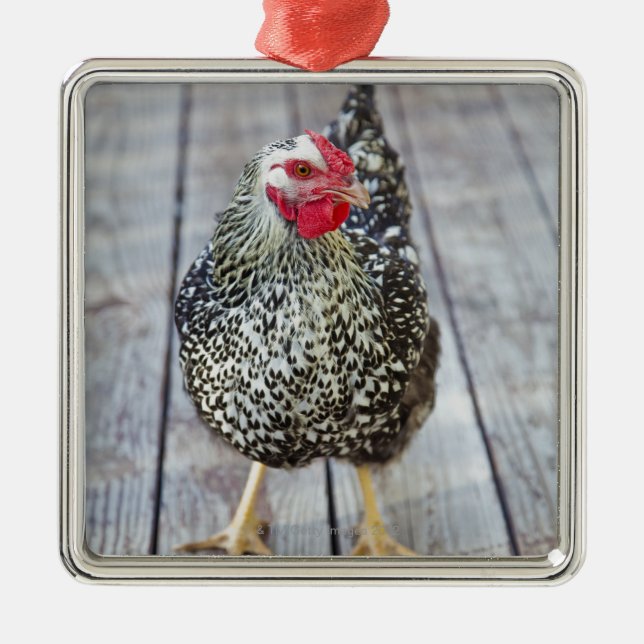 Chicken on wood deck, Silver Laced Wyandotte Metal Ornament (Front)