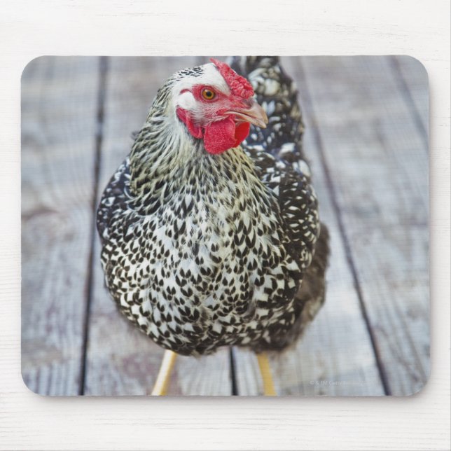 Chicken on wood deck, Silver Laced Wyandotte Mouse Pad (Front)
