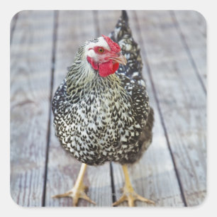 Chicken on wood deck, Silver Laced Wyandotte Square Sticker