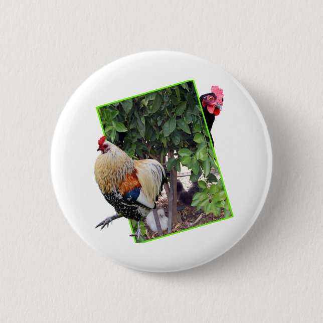 Chicken Peekaboo Design, Button (Front)