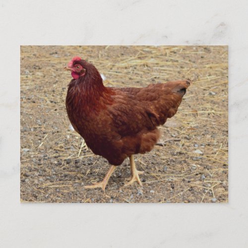 Chicken Photo Postcard