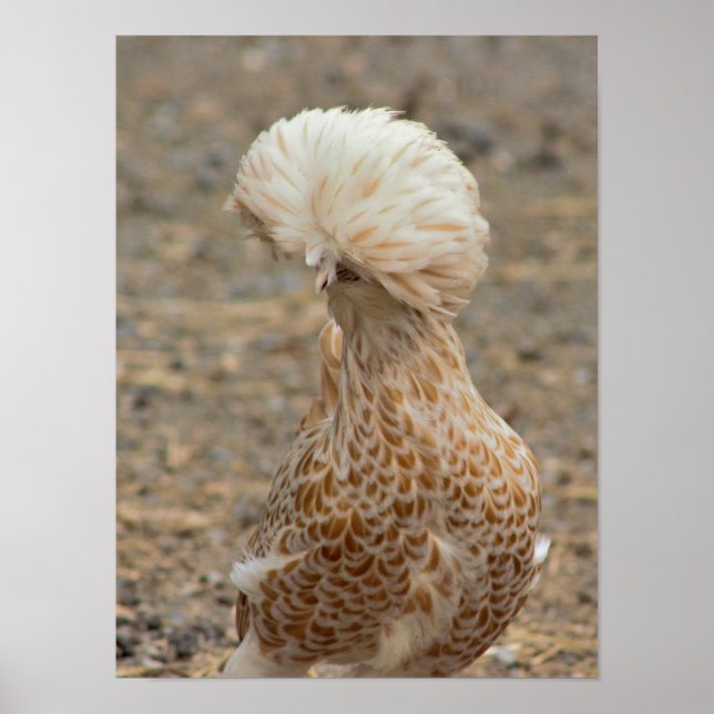 Chicken Photo Poster (Front)