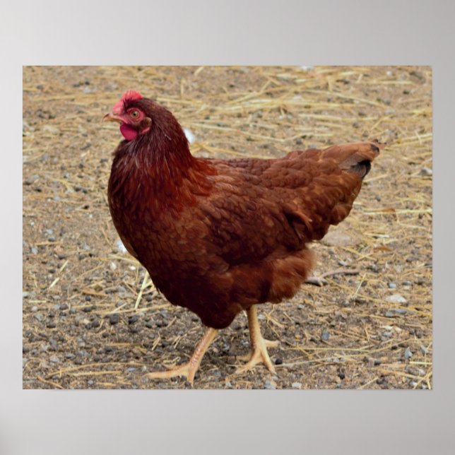 Chicken Photo Poster (Front)
