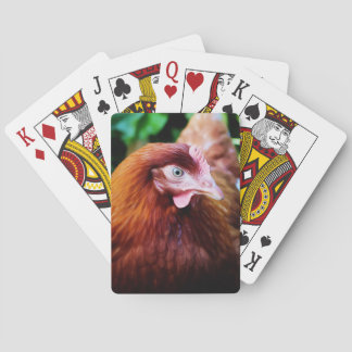Chicken playing cards