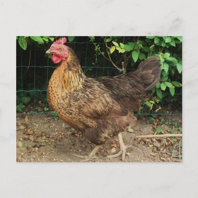Chicken Postcard (Front)