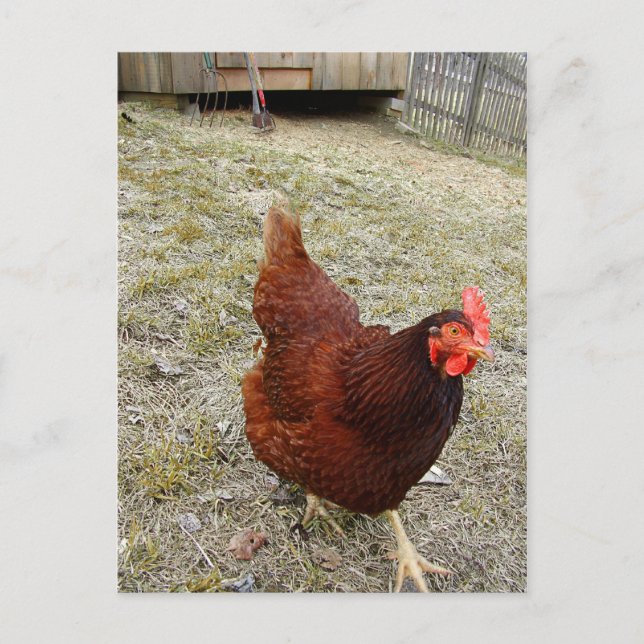 Chicken Postcards (Front)