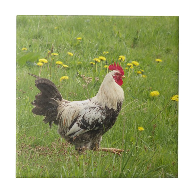 chicken, rooster, animal, bird, farm, agriculture, ceramic tile (Front)