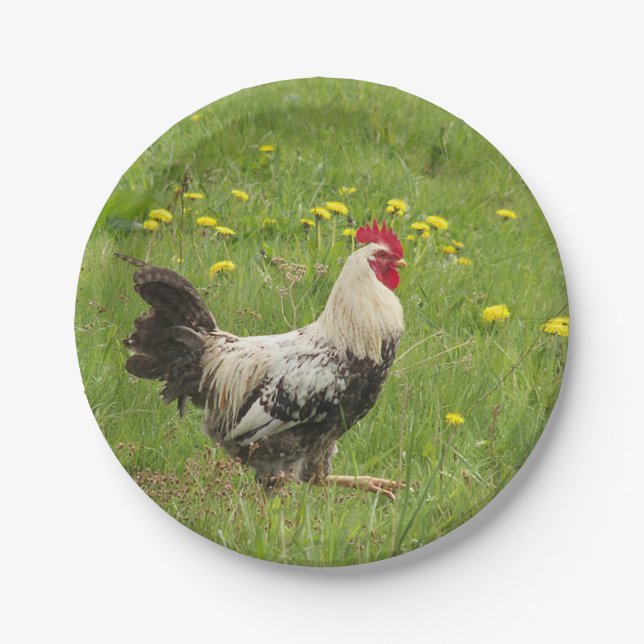 chicken, rooster, animal, bird, farm, agriculture, paper plates (Front)