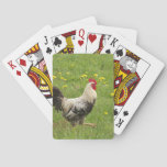 chicken, rooster, animal, bird, farm, agriculture, poker cards