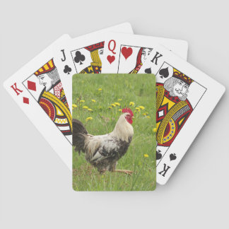 chicken, rooster, animal, bird, farm, agriculture, poker cards