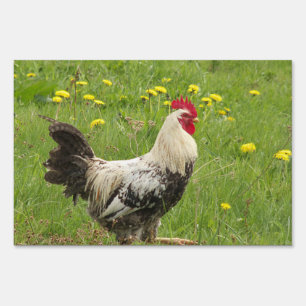 chicken, rooster, animal, bird, farm, agriculture, sign