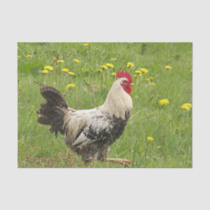 chicken, rooster, animal, bird, farm, agriculture, tissue paper