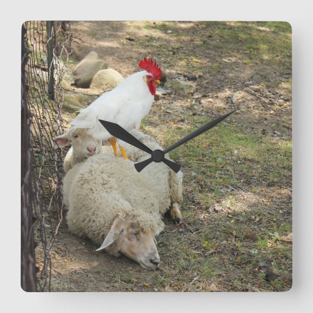 Chicken Sitting on a Sheep Clock (Front)
