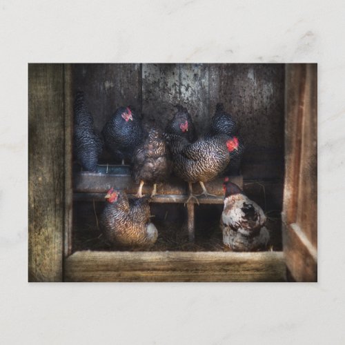 Chicken _ The Hen House Postcard