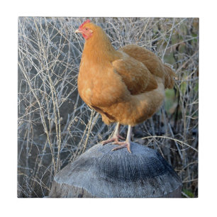 Chicken Tile