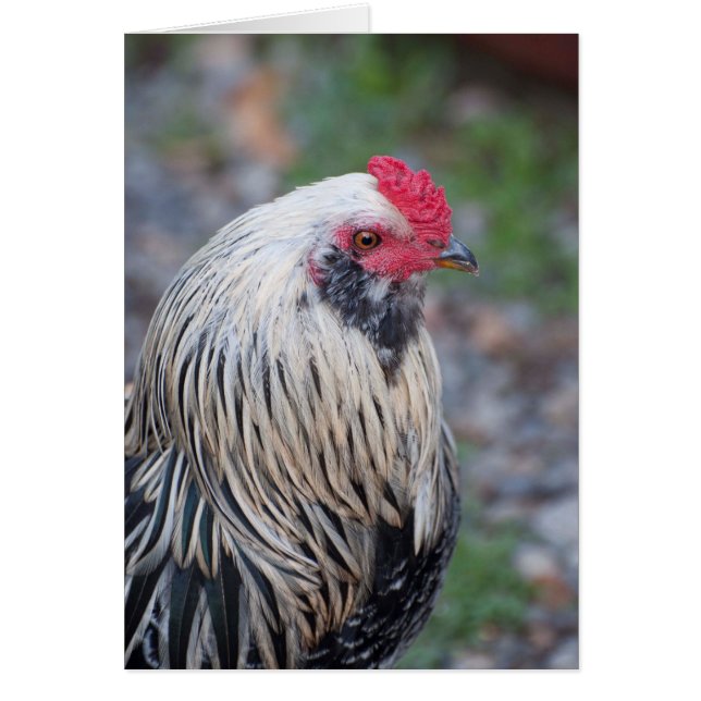 Chicken Up Close and Personal! Cards (Front)
