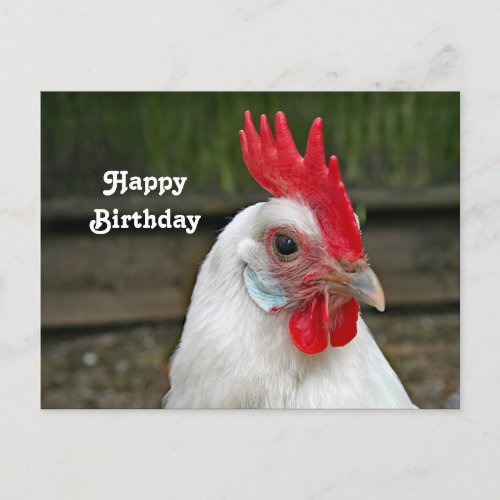 Chicken White Head Rooster Photo Birthday Postcard