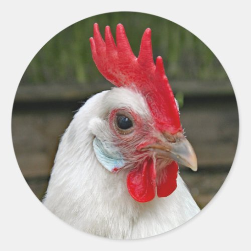 Chicken White Head Rooster Photo Classic Round Sticker