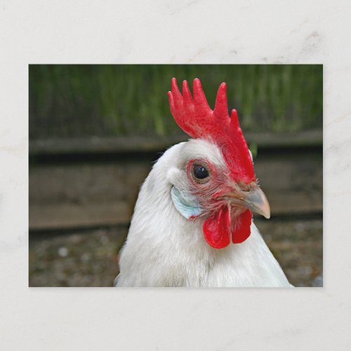 Chicken White Head Rooster Photo Postcard