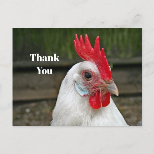 Chicken White Head Rooster Photo Thank You Postcard