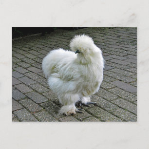Chicken White Silkie Photo Postcard