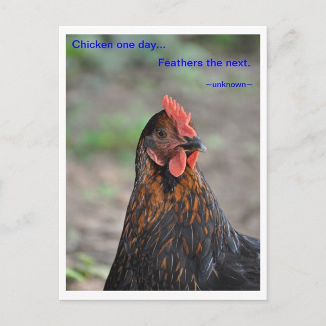 Chicken Wisdom - Feathers Postcard (Front)