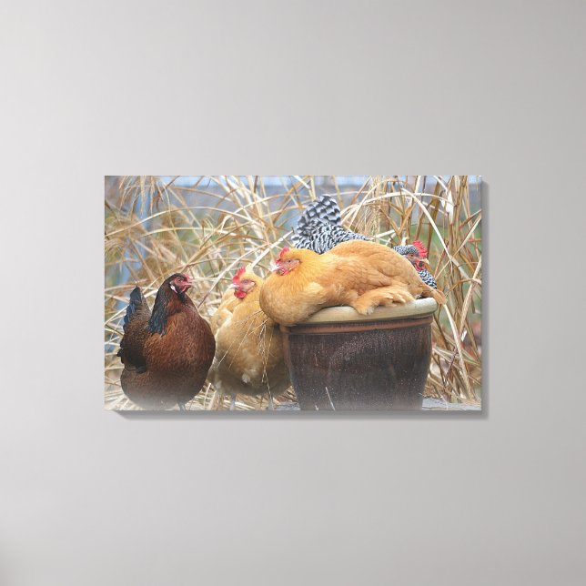 Chicken Wrapped Canvas Print (Front)