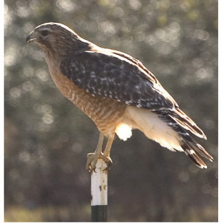 chickenhawk statuette