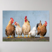 Chickens and Roosters on a Wall Poster