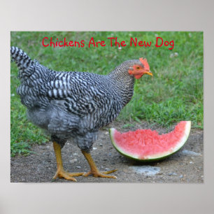 Chickens Are The New Dog Poster