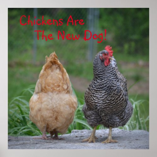 Chickens Are The New Dog Poster