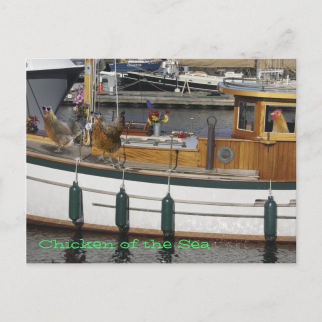 Chickens at Sea - Humor Postcard (Front)