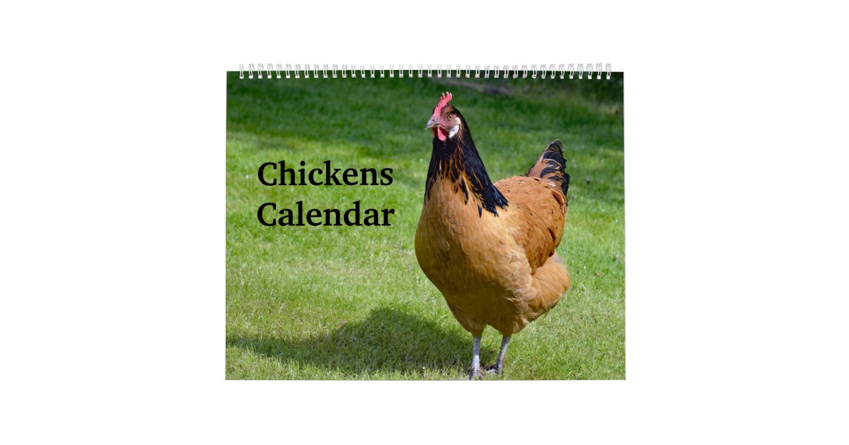 Chickens Calendar Zazzle